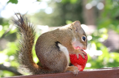 How Wildlife Around Your House Cause Nuisance?