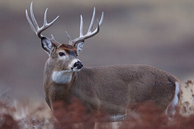 High Fence Whitetail Hunts: Experience the Thrill of Genesis Wh
