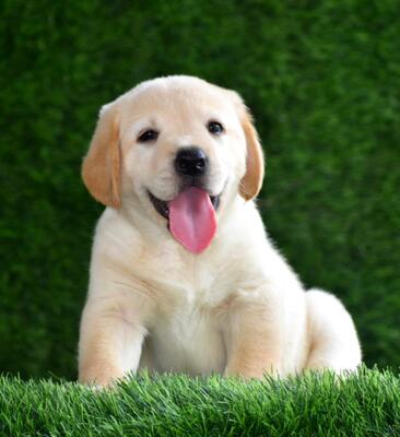 Exploring the Joy of Golden Retriever Puppies for Sale in Ahmed
