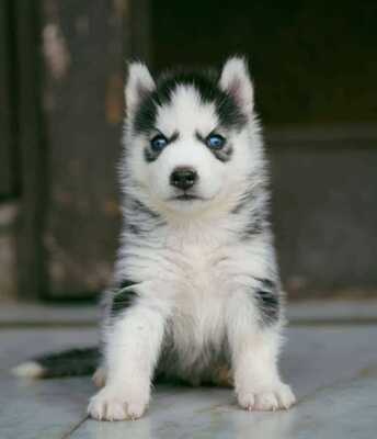 Discover the Joy of Owning Siberian Husky Puppies For Sale In A