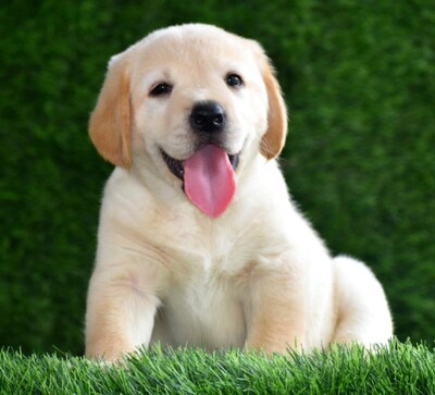 Finding Your Furry Friend: Labrador Retriever Puppies for Sale 