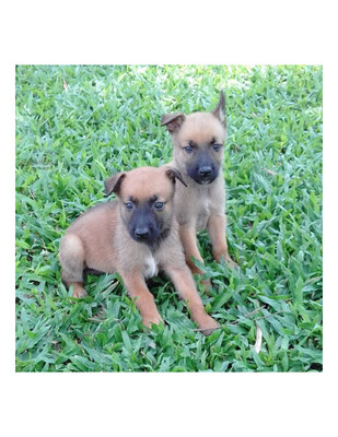 Belgian Malinois Puppies For Sale In Chennai: Finding Your Perf