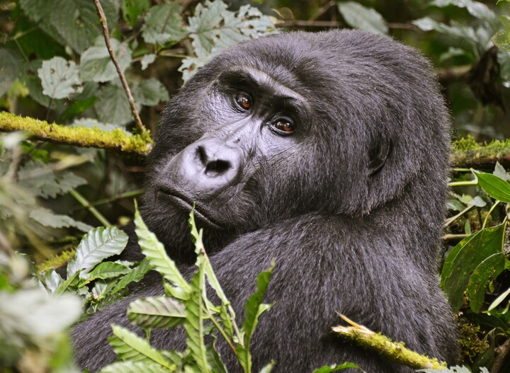 7 Days Uganda Safari and Gorilla Tracking 